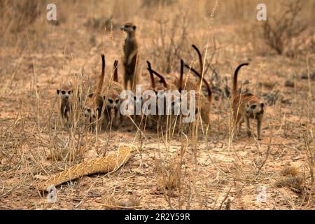 Erdmännchen (Suricata suricatta) Erdmännchen, Raubtiere, Säugetiere, Kriechtiere, Tiere, Erdmännchen Erwachsene, Gruppe Mobbing Puff Puffadder (Bitis arietans) Stockfoto