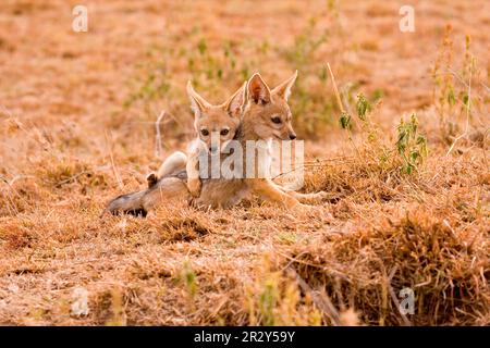 Schakale mit schwarzem Rücken (Canis mesomelas), Schakale, Schakale, hundeähnliche, Raubtiere, Säugetiere, Tiere, Schakal mit schwarzem Rücken, zwei Jungen, spielend, Masai Mara Stockfoto