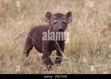 Gefleckte Hyänen, gefleckte Hyänen (Crocuta crocuta), Hyänen, Hyänen, Hunde, Raubtiere, Säugetiere, Tiere, gefleckte Hyänen, im Gras stehend, Masai Stockfoto