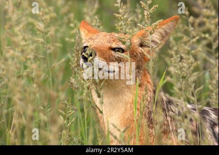 Schwarzer Schakal (Canis mesomelas), Erwachsener, Nahaufnahme des Kopfes, Schnüffeln von Grasstämmen, Kgalagadi N. P. Kalahari, Südafrika Stockfoto