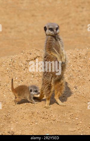 Erdmännchen (Suricata suricatta) Erdmännchen, Raubtiere, Säugetiere, schleichende Katzen, Tiere, Erdmännchen, Erwachsene Frau und Baby, auf Sand stehend (unverlierbar) Stockfoto