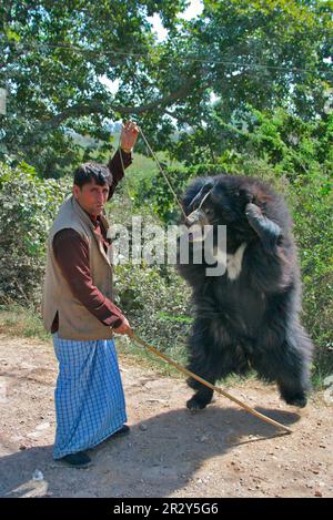 Ursus ursinus, Faulbär, Faulbär (Melursus ursinus), Bären, Raubtiere, Säugetiere, Tiere, Indien, Sloth Bear tanzt am Straßenrand, bei Agra Stockfoto