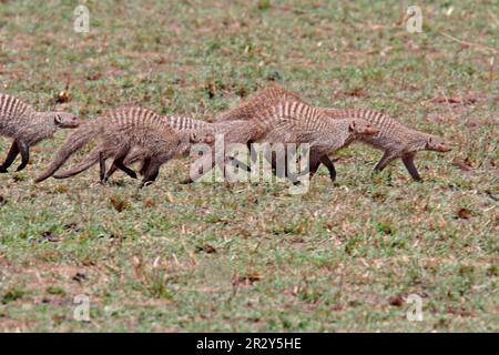 Zebramanguste, Mungos mungo, Raubtiere, Säugetiere, Kriechtiere, Tiere, Mungo-Mungo-Erwachsene, Familiengruppenläufer, Masai Mara Stockfoto