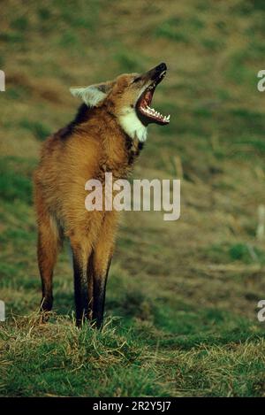 Mähnenwolf, Mähnenwölfe (Chrysocyon brachyurus), Canidae, Raubtiere, Säugetiere, Tiere, Mähnenwolf steht mit offenem Mund Stockfoto
