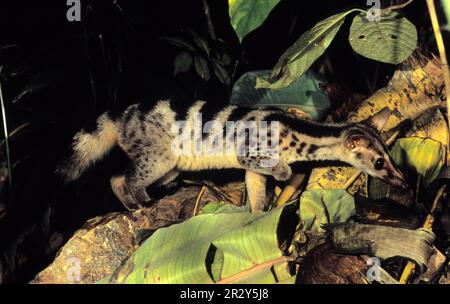 Owstons Palm Civet (Chrotogale owstoni) ist im Conservation Program, CUC Phuong N. P. Vietnam, gefangen Stockfoto