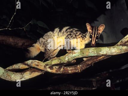 Owstons Palm Civet (Chrotogale owstoni) ist im Conservation Program, CUC Phuong N. P. Vietnam, gefangen Stockfoto