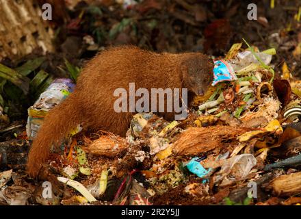 Indischer Mungo (Herpestes fuscus), indischer Kurzschwanzmanguste, Mungo, Mungo, Raubtiere, Säugetiere, Kriechtiere, Tiere, Indianerbraun Stockfoto