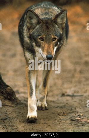 Roter Wolf, rote Wölfe, Wolf, Wölfe, hundeähnlich, Raubtiere, Säugetiere, Tiere, Roter Wolf (Canis rufus) Nahaufnahme, Blick von oben (S) Stockfoto