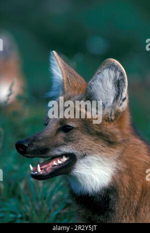 Mehlwolf, Mehlwölfe (Chrysocyon brachyurus), hundeähnliche, Raubtiere, Säugetiere, Tiere, Mähwolf Nahaufnahme des Kopfes, offener Mund mit Zähnen Stockfoto