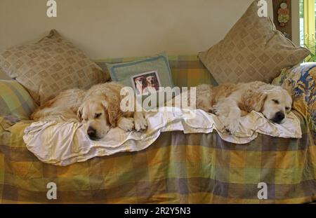 Haushund, Golden Retriever, junger und älterer Hund, schläft auf dem Sofa im Haus, England, Großbritannien Stockfoto