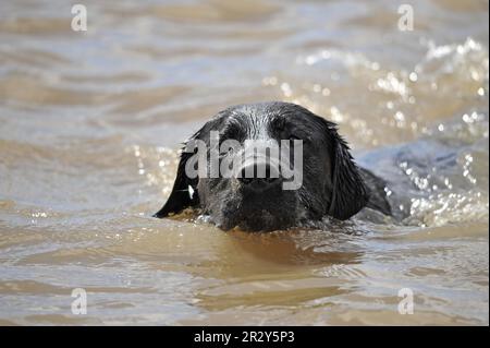 Haushund, Black Labrador Retriever, Erwachsener, Schwimmen, Nahaufnahme des Kopfes, England, Großbritannien Stockfoto