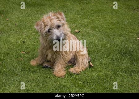 Haushund, Norwich Terrier, Hündchen, sitzt auf Gartenrasen, England, Großbritannien Stockfoto