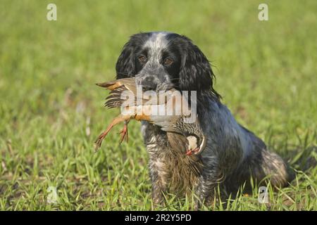 Haushund, englischer Cocker Spaniel, Erwachsener, Hold shot Rotbein-Rebhuhn (Alectoris rufa) in Mouth, Norfolk, England, Vereinigtes Königreich Stockfoto