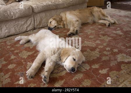 Haushund, Golden Retriever, Erwachsener und Hündchen, schläft, liegt auf einem Teppich in der Lounge, England, Großbritannien Stockfoto