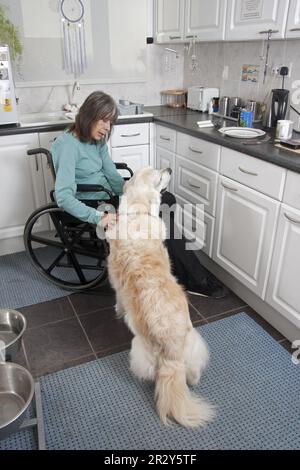 Haushund, Golden Retriever, Erwachsener, in Küche mit behindertengerechtem Eigentümer, auf Rollstuhl beschränkt, England, Großbritannien Stockfoto