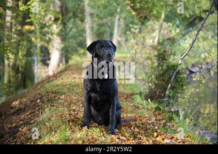 Haushund, Black Labrador Retriever, Typ Drakeshead, männlich, in der Nähe von Mill Pond, Chipping, Lancashire, England, Vereinigtes Königreich Stockfoto