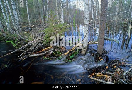 Europäischer Biber (Castor fiber), europäischer Biber, Biber, Nagetiere, Säugetiere, Tiere, Eurasischer Beaver-Damm im Waldsumpf, Kuhmo, Finnland Stockfoto