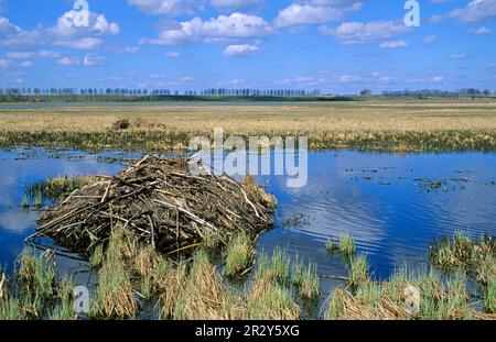 Europäischer Biber (Castor fiber), europäischer Biber, Biber, Nagetiere, Säugetiere, Tiere, Eurasian Beaver Lodge, in Feuchtgebiet Habitat, Polen Stockfoto