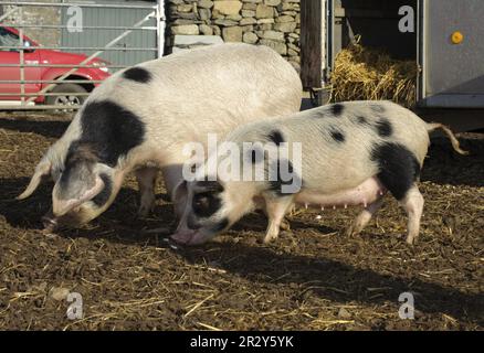 Hausschweine Gloucester Old Spot, Sauen, Sau Stockfoto