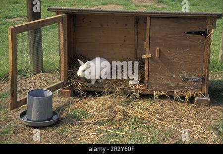 Hauskaninchen, Albino, im Außenbereich, laufen, Stall Stockfoto