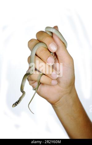 Westliche grüne Peitschenschlange (Hierophis viridiflavus) Young, in der Hand gehalten, Italien Stockfoto