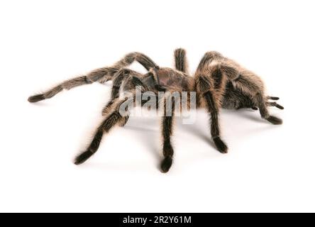 Chilenische Rosenhaar-Tarantel (Grammostola rosea), Erwachsener Stockfoto