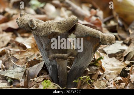 Horn of Plenty (Craterellus cornucopioides) Fruchtkörper, die unter Laubstreu in Wäldern, New Forest, Hampshire, England, Großbritannien wachsen Stockfoto