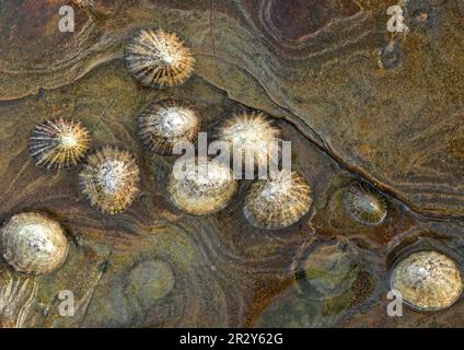 Gewöhnliche Nasenmuschel (Patella vulgata), Erwachsene und Jugendliche, auf Küstenfelsen, Torness, East Lothian, Schottland, Vereinigtes Königreich Stockfoto