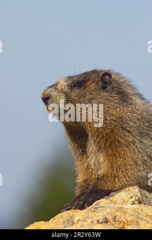 Marmota caligata, eisgraue Murmeltiere, Murmeltiere, Murmeltiere, Nagetiere, Säugetiere, Tiere, einjähriger Marmot Erwachsener, Nahaufnahme von Kopf und Vorderseite Stockfoto