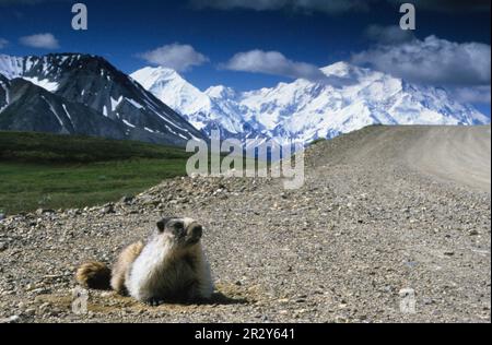 Marmota caligata, eisgraue Murmeltiere, Murmeltiere, Murmeltiere, Nagetiere, Säugetiere, Tiere, heiliger Marmot Denali Nationalpark, utricularia Stockfoto