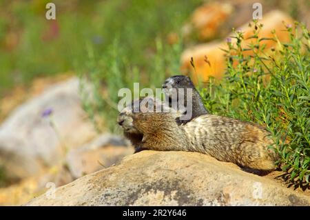 Murmeltier (Marmota caligata), Eisgraues Murmeltier, Marmot, Murmeln, Nagetiere, Säugetiere, Tiere, einsame Marmot Erwachsene und junge, ruhend auf Felsen in der Nähe Stockfoto