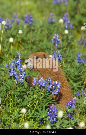 Olympisches Murmeltier (Marmota olympus), Olympische Murmeltiere, Nagetiere, Säugetiere, Tiere, Olympic Marmot Erwachsener, sich von Blumen auf subalpiner Wiese ernähren, Olympic Stockfoto