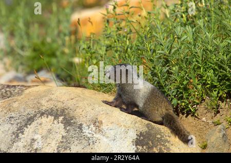 Marmota caligata, eisgraue Murmeltiere, Murmeltiere, Murmeltiere, Nagetiere, Säugetiere, Tiere, einsame Marmot Young, die auf einem Felsen in der Nähe des Grabens stehen Stockfoto