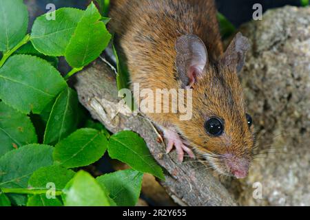 Gelbhalsmaus (Apodemus flavicollis), Gelbhausmaus, Gelbhalsmaus, Maus, Maus, Nagetiere, Säugetiere, Tiere, Gelbhalsmaus Stockfoto