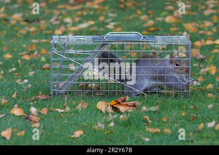 Östliches graues Eichhörnchen (Sciurus carolinensis) führte Arten ein, Erwachsene, die in der Schädlingsbekämpfungsfalle in Garden, Leicestershire, England gefangen wurden Stockfoto