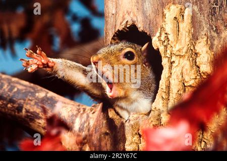 Eichhörnchen (Sciurus carolinensis), Erwachsene, gähnendes und dehnbares Bein, das aus dem Loch im Baumstamm (U.) S.A. Stockfoto