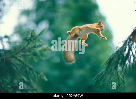 Eichhörnchen (Sciurus vulgaris), Eichhörnchen, Nagetiere, Säugetiere, Tiere, Rotes Eichhörnchen in der Luft zwischen den Zweigen (S) Stockfoto