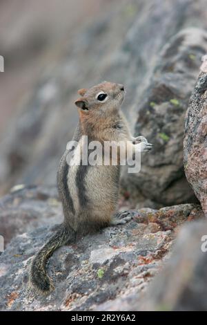 Goldmantelhörnchen (Spermophilus lateralis), Erwachsener, auf Felsen stehend, Yellowstone N. P. utricularia ochroleuca (U.) (U.) S.A. Stockfoto