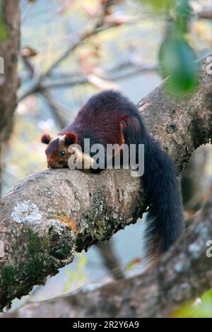 Indisches Riesenhörnchen (Ratufa indica maximus), Malabar-Rasse, Erwachsener, ruht auf dem Ast, Kolhatty Falls, Karnataka, Indien Stockfoto