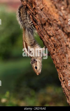 Fünfgestreiftes Palmenhörnchen (Funambulus pennantii), Erwachsener, Baumstamm, Indien Stockfoto