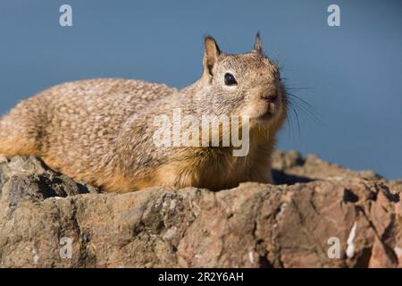 Kalifornisches Ground Eichhörnchen (Spermophilus beecheyi), Erwachsener, auf Felsen, California (U.) S. A. Stockfoto