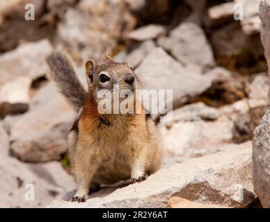 Goldgetöntes Ground Eichhörnchen (Spermophilus lateralis), Erwachsener, auf Felsen stehend, Rocky Mountains, Kanada Stockfoto