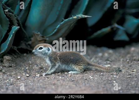 Rundschwanzhörnchen (Citellus tereticaudus), Nagetiere, Säugetiere, Tiere Stockfoto