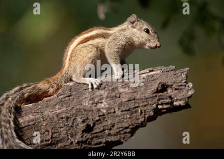 Nördliches Palmenhörnchen (Funambulus pennantii), nördliches Palmenhörnchen, fünfgestreiftes Palmenhörnchen, fünfgestreiftes Palmenhörnchen, fünfgestreiftes Palmenhörnchen Stockfoto