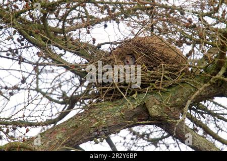 Östliches graues Eichhörnchen (Sciurus carolinensis) führte Arten ein, ausgewachsen, gähnt, aus Dredgen in Lärche, Berwickshire, schottische Grenzen Stockfoto