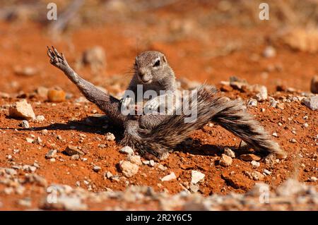 Gelbschwanzhörnchen (Xerus inauris), Gelbschwanzhörnchen, Nagetiere, Säugetiere, Tiere, Cape Ground Eichhörnchen weiblich kratzen, Etosha, Namibia Stockfoto