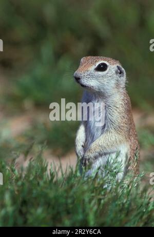 Rundschwanzhörnchen (Citellus tereticaudus) sitzt auf der Hüfte Stockfoto