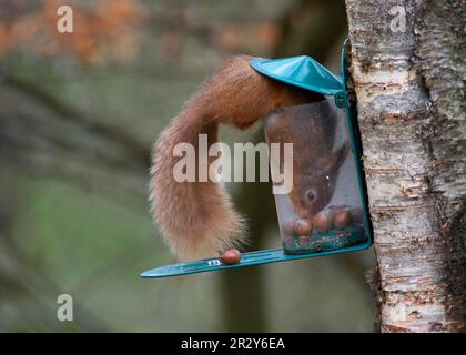 Eichhörnchen (Sciurus vulgaris), Eichhörnchen, Nagetiere, Säugetiere, Tiere, Eurasian Red Eichhörnchen Erwachsener, Fütterung von Haselnüssen am Fütter, Dumfries Stockfoto