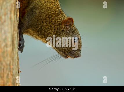 Rotbäuchiges Eichhörnchen, Pallas-Eichhörnchen, Nagetiere, Säugetiere, Tiere, Pallas-Eichhörnchen (Callosciurus erythraeus), Erwachsene, Nahaufnahme des Kopfes, absteigend Stockfoto