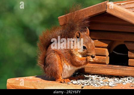 Eichhörnchen (Sciurus vulgaris), Eichhörnchen, Nagetiere, Säugetiere, Tiere, Eurasisches rotes Eichhörnchen, Erwachsener, Fütterung von Sonnenblumenkernen beim Vogel Stockfoto